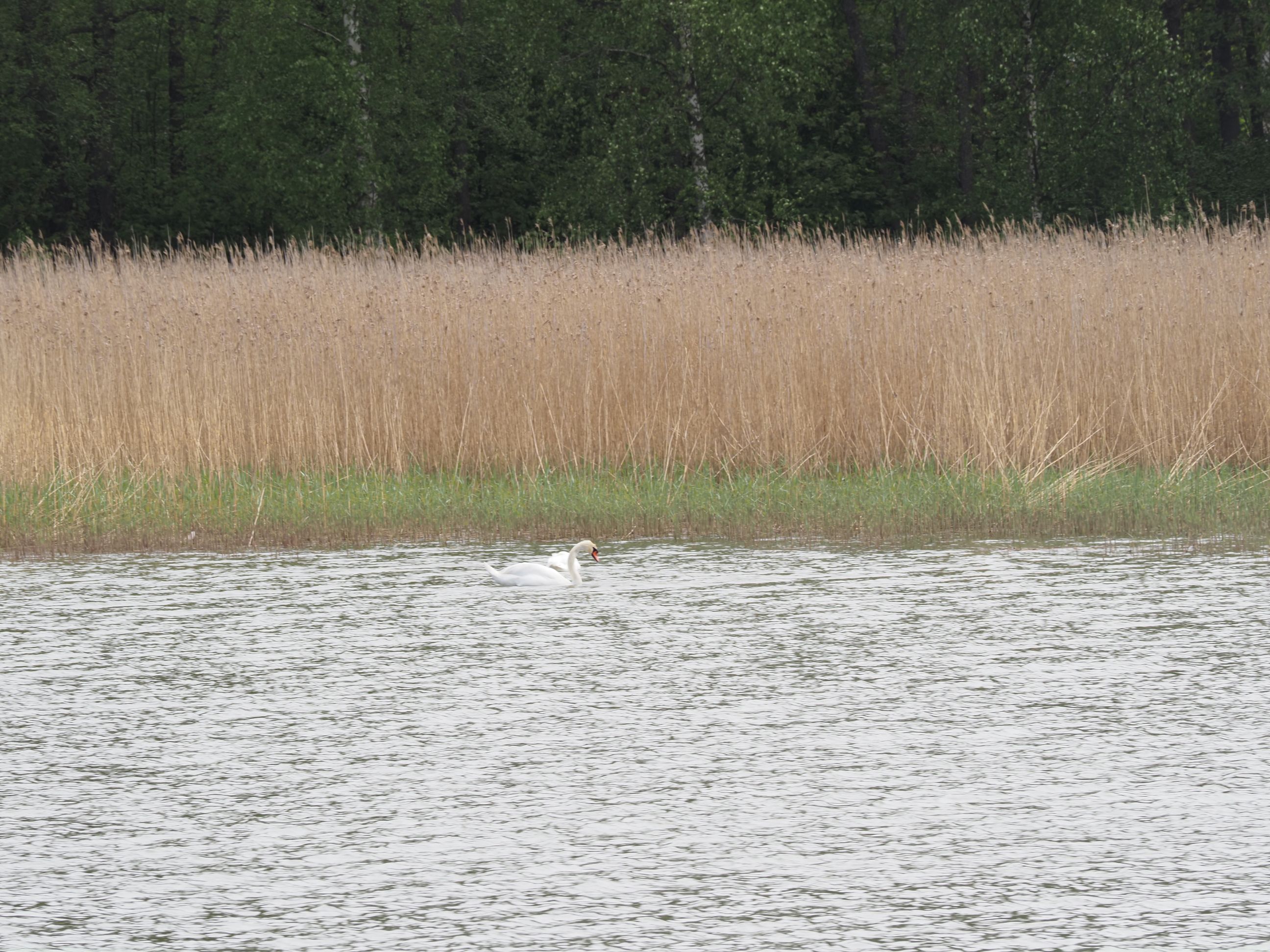 Kuckuck...äh Schwan...