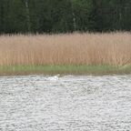 Kuckuck...äh Schwan...